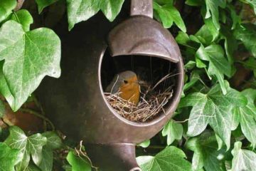 bird in teapot 2