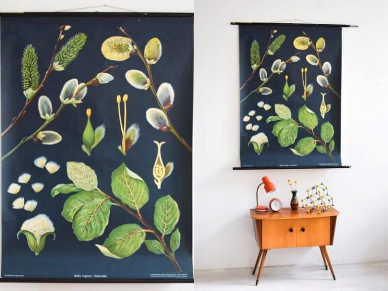 Vintage charts and vintage botanical prints