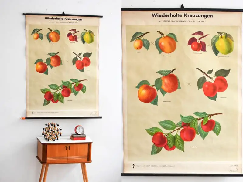 Vintage School Pull Down Charts