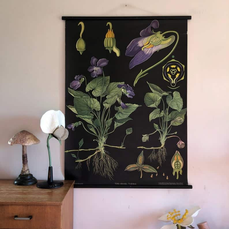 Vintage ORIGINAL rare VIOLET school chart Jung Koch Quentell BOTANICAL 1950s wall hanging Vintage ORIGINAL rare VIOLET school chart Jung Koch Quentell BOTANICAL 1950s wall hanging