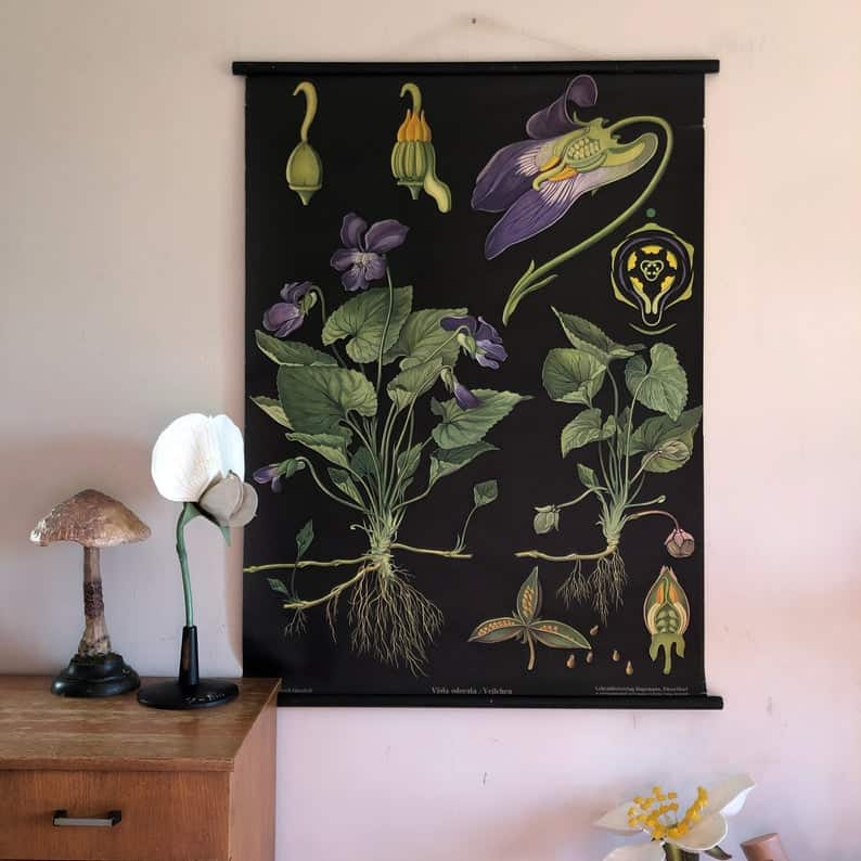 Vintage ORIGINAL rare VIOLET school chart Jung Koch Quentell BOTANICAL 1950s wall hanging