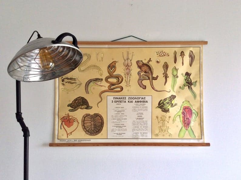 Vintage Reptiles Amphibians Anatomy and Physiology Chart by PULLDOWNROLLUP