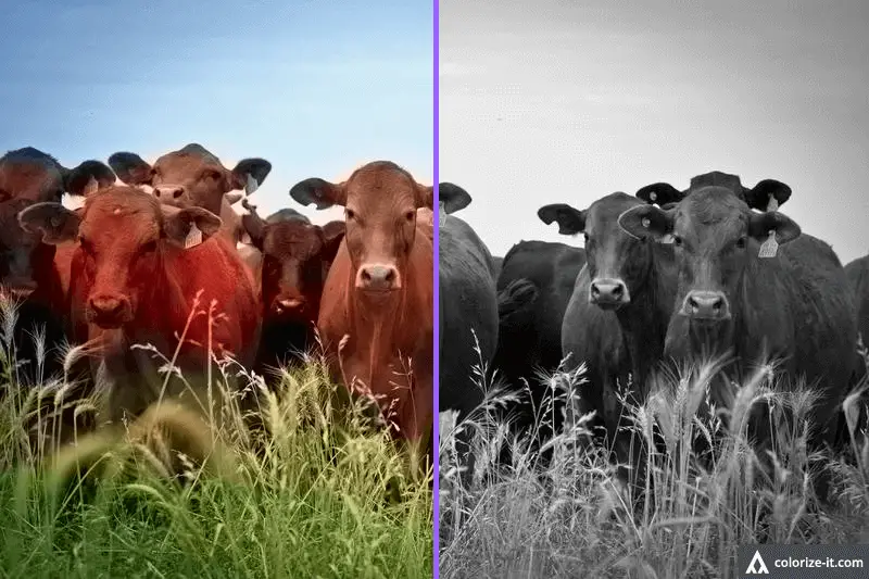 Example of colorized image using colorize-it.com